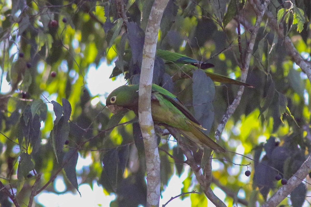 Olive-throated Parakeet - ML416047691