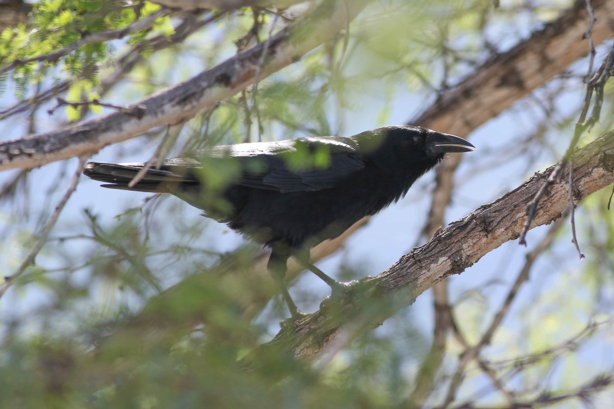 Hispaniolan Palm-Crow - Will  Britton