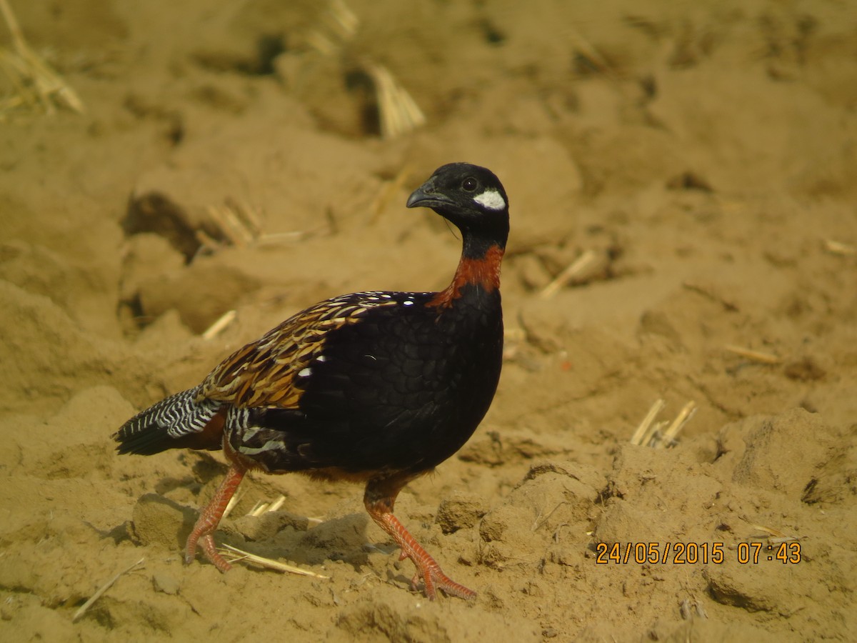 Black Francolin - ML41605091