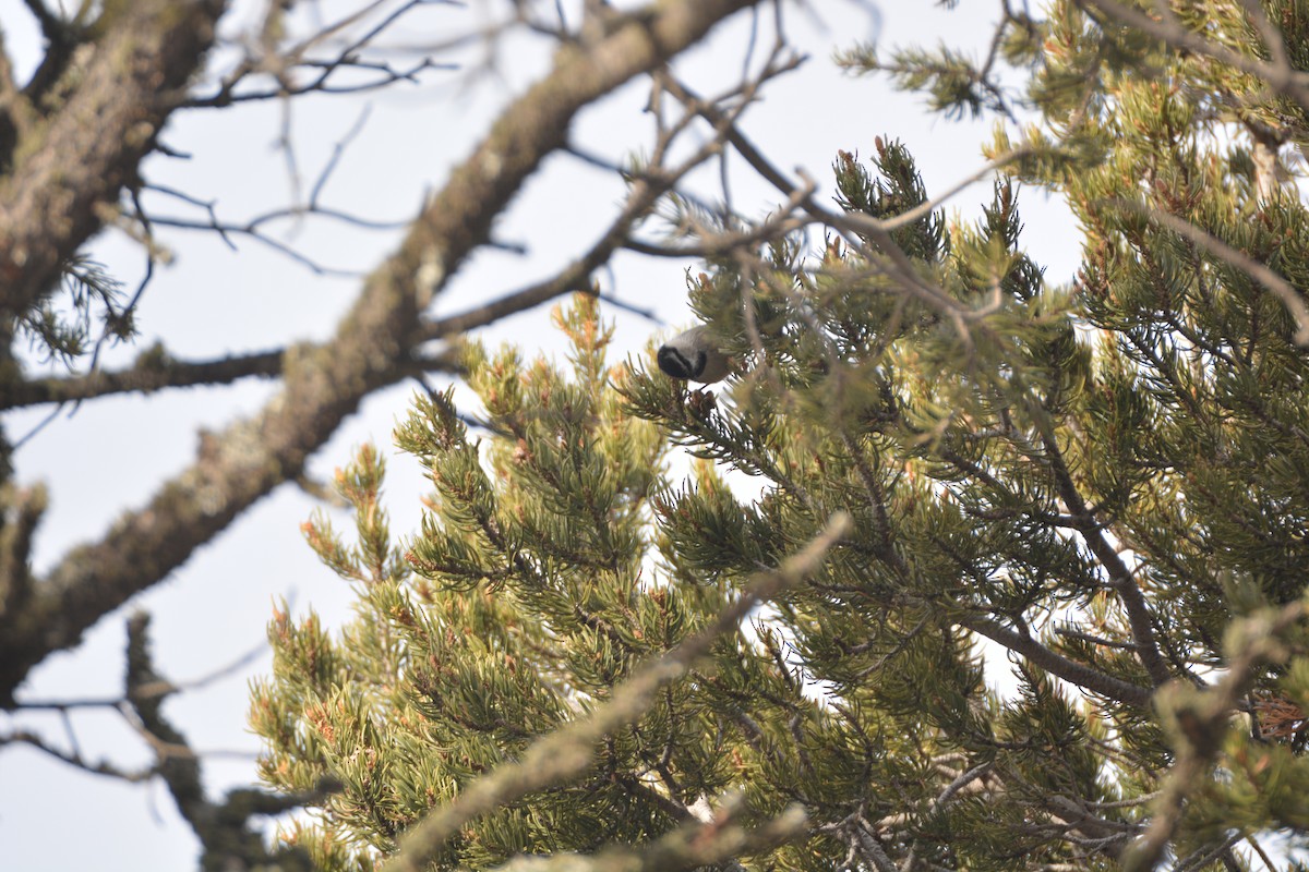 Mountain Chickadee - ML416051211