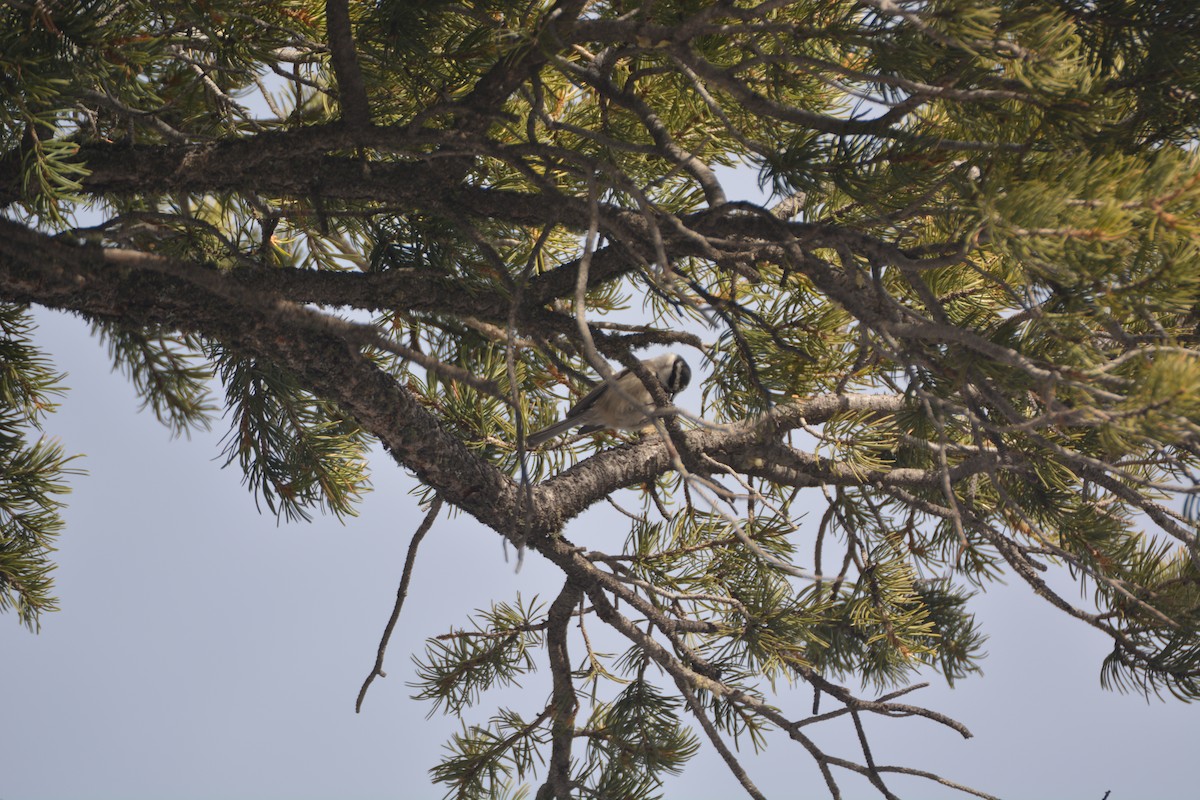 Mountain Chickadee - ML416051261