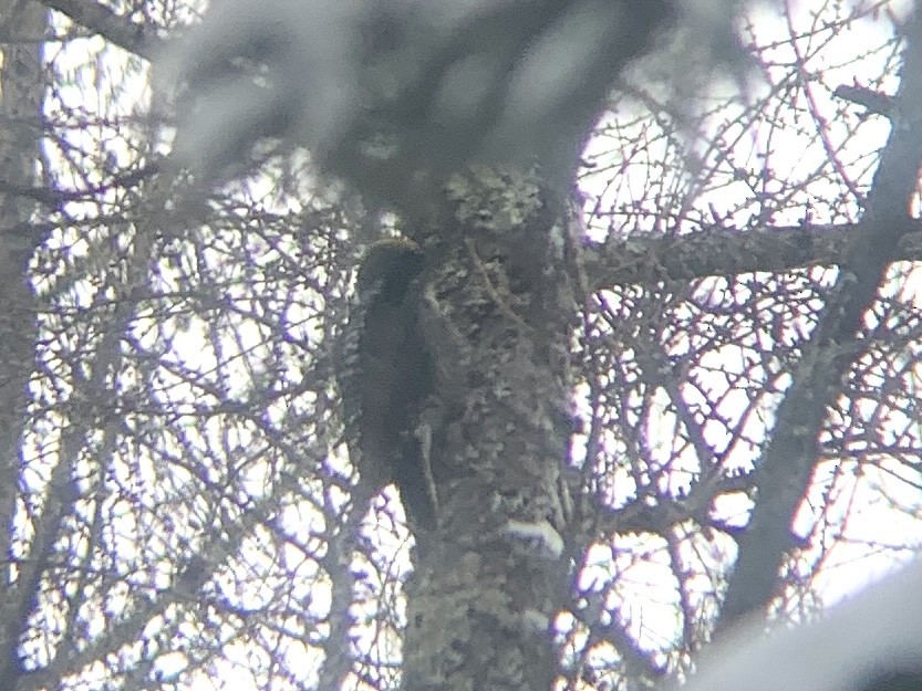 American Three-toed Woodpecker - ML416052011
