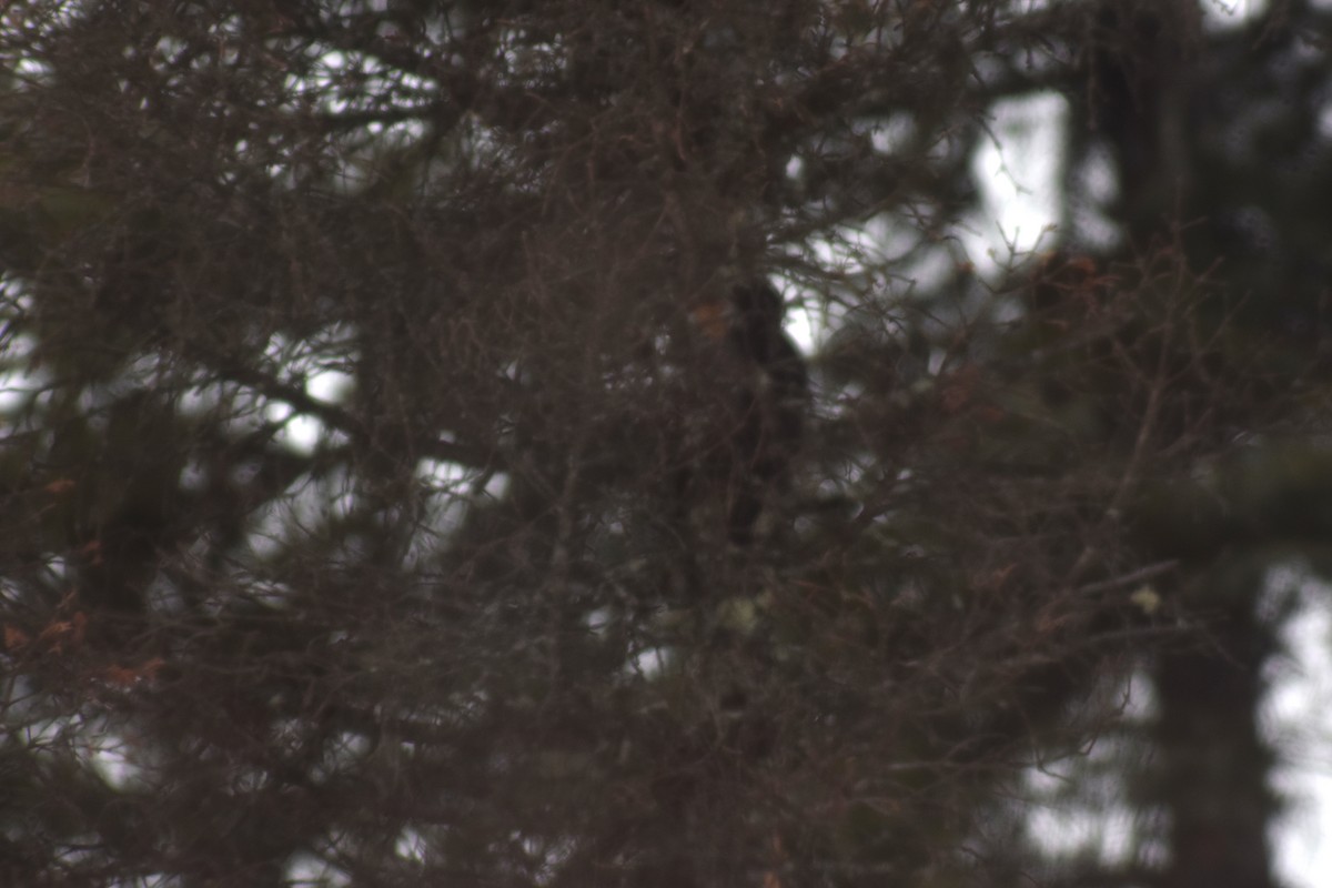Black-backed Woodpecker - ML416053031