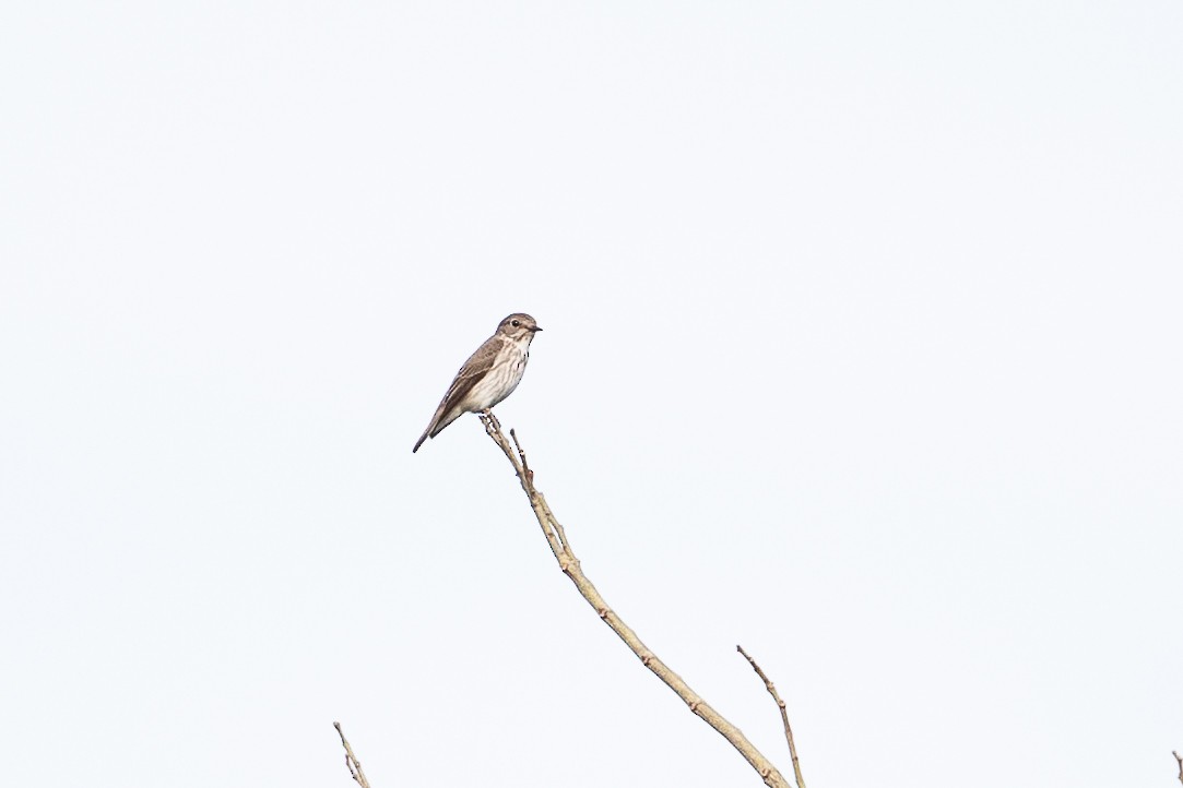 Gray-streaked Flycatcher - ML416054591