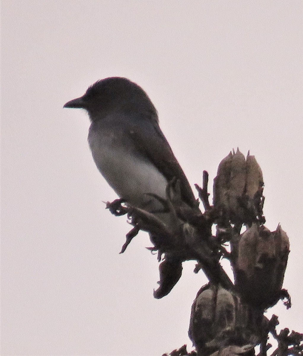 White-bellied Drongo - ML416055141