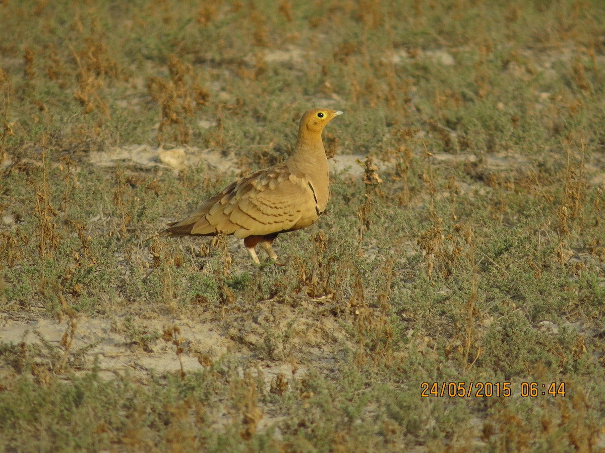 Chestnut-bellied Sandgrouse - ML41605581