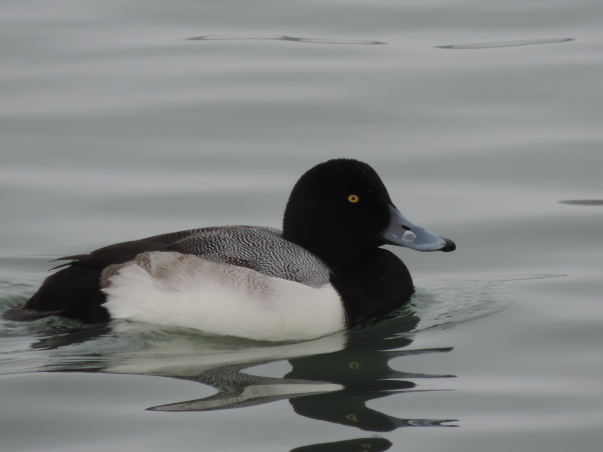 Greater Scaup - ML416056111