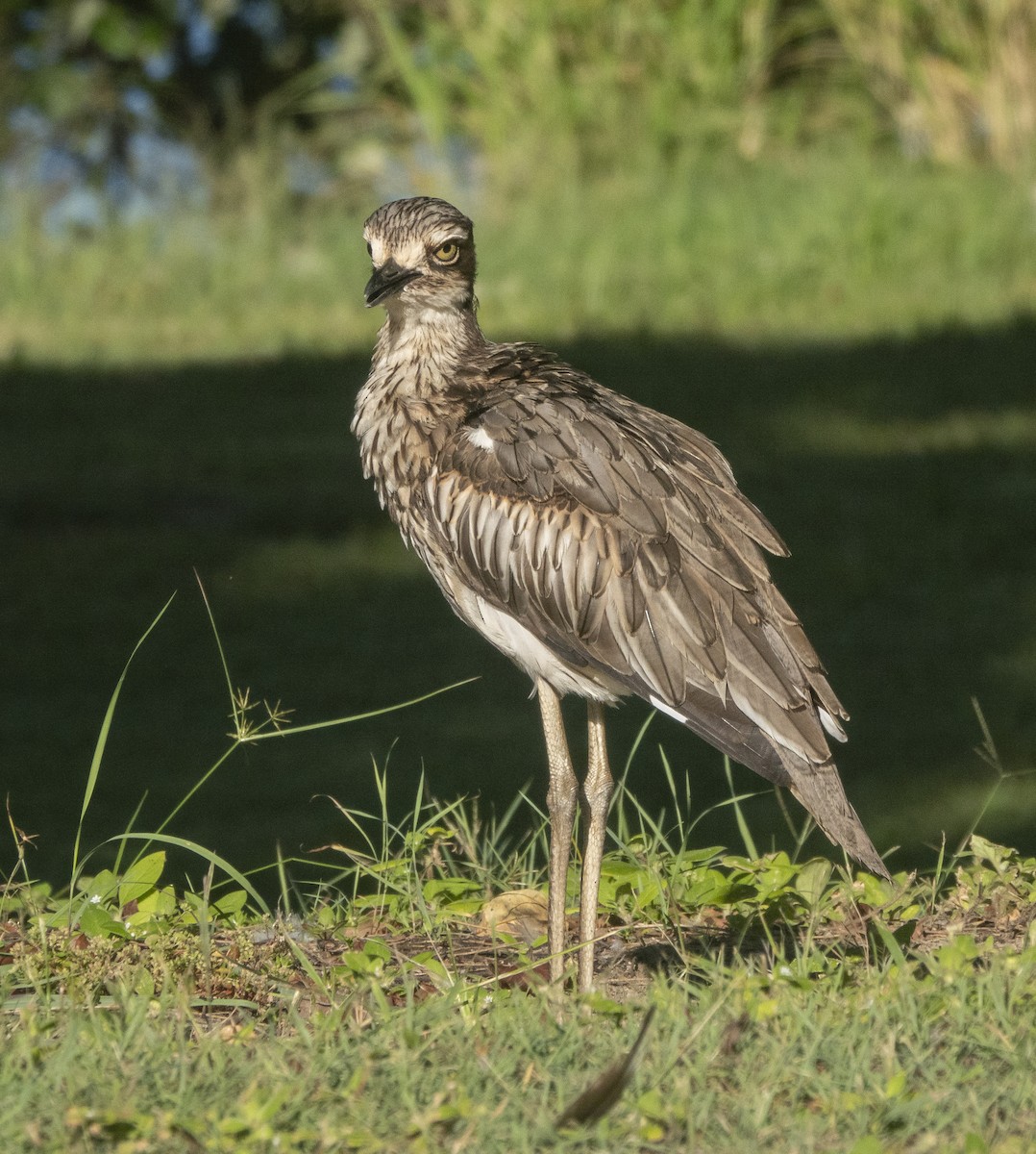 Bush Thick-knee - ML416056301