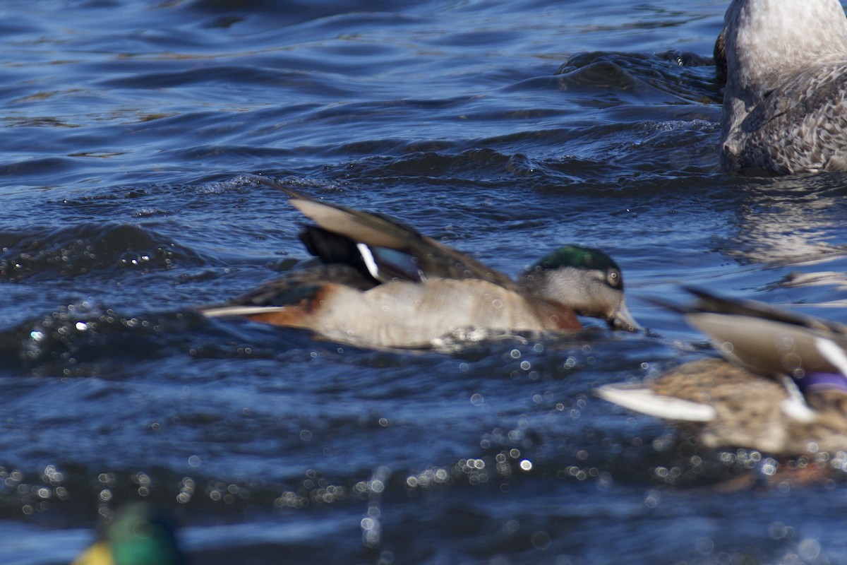 Wood Duck x Mallard (hybrid) - ML416056581