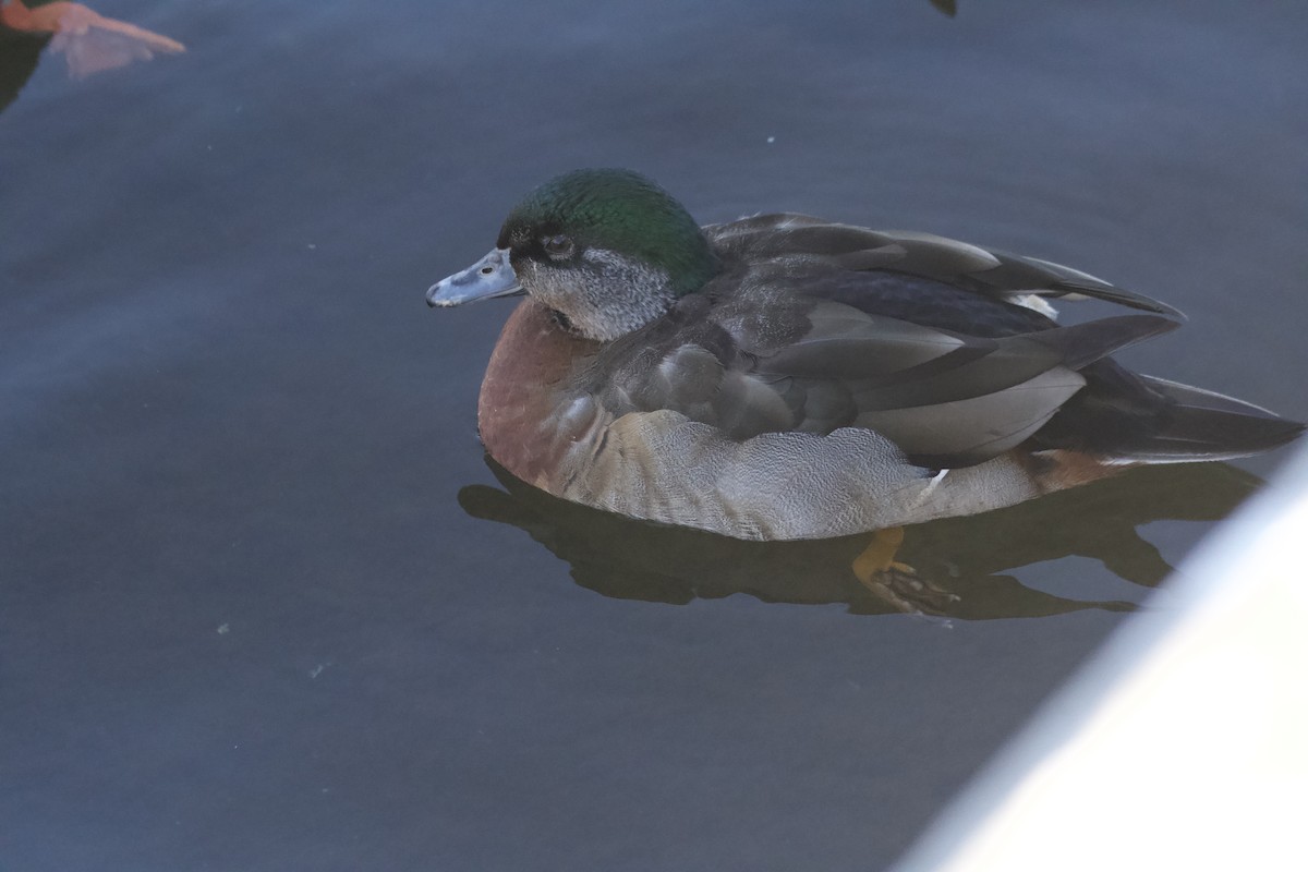 Wood Duck x Mallard (hybrid) - ML416056621