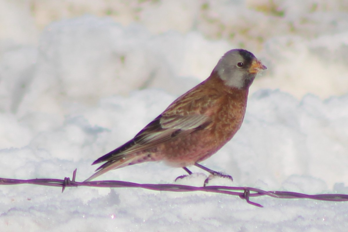 Gray-crowned Rosy-Finch (Hepburn's) - ML416056691