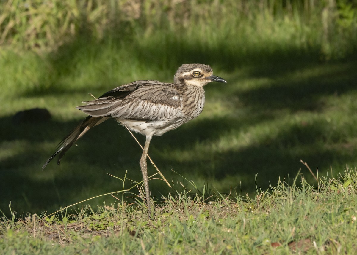 Bush Thick-knee - ML416057291