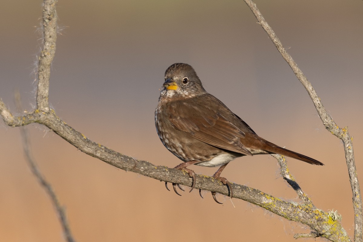 Fox Sparrow - Loni Ye