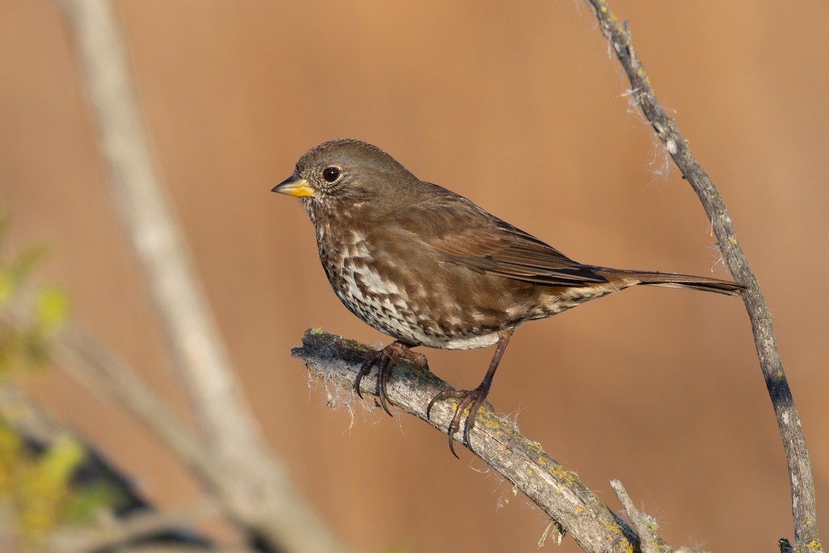 Fox Sparrow - Loni Ye