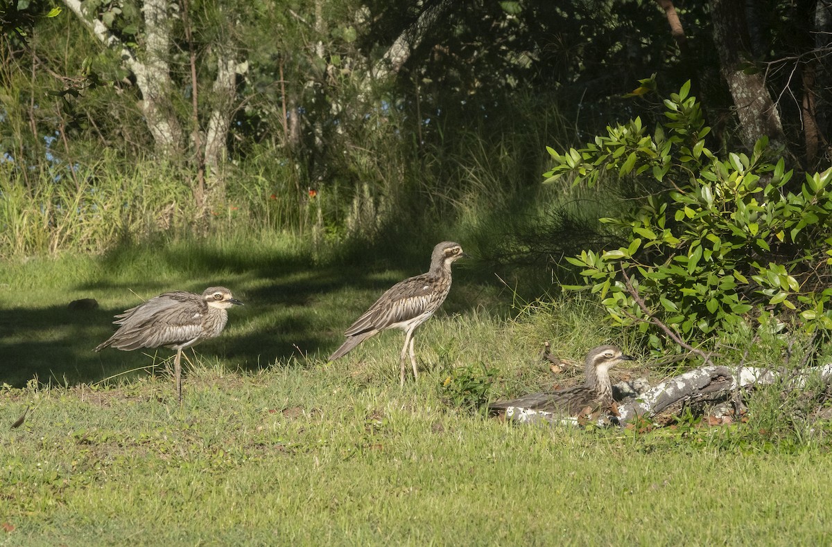 Bush Thick-knee - Simon Gorta