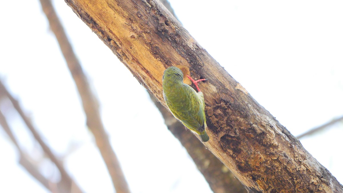 barbet zvučnohlasý - ML416059231