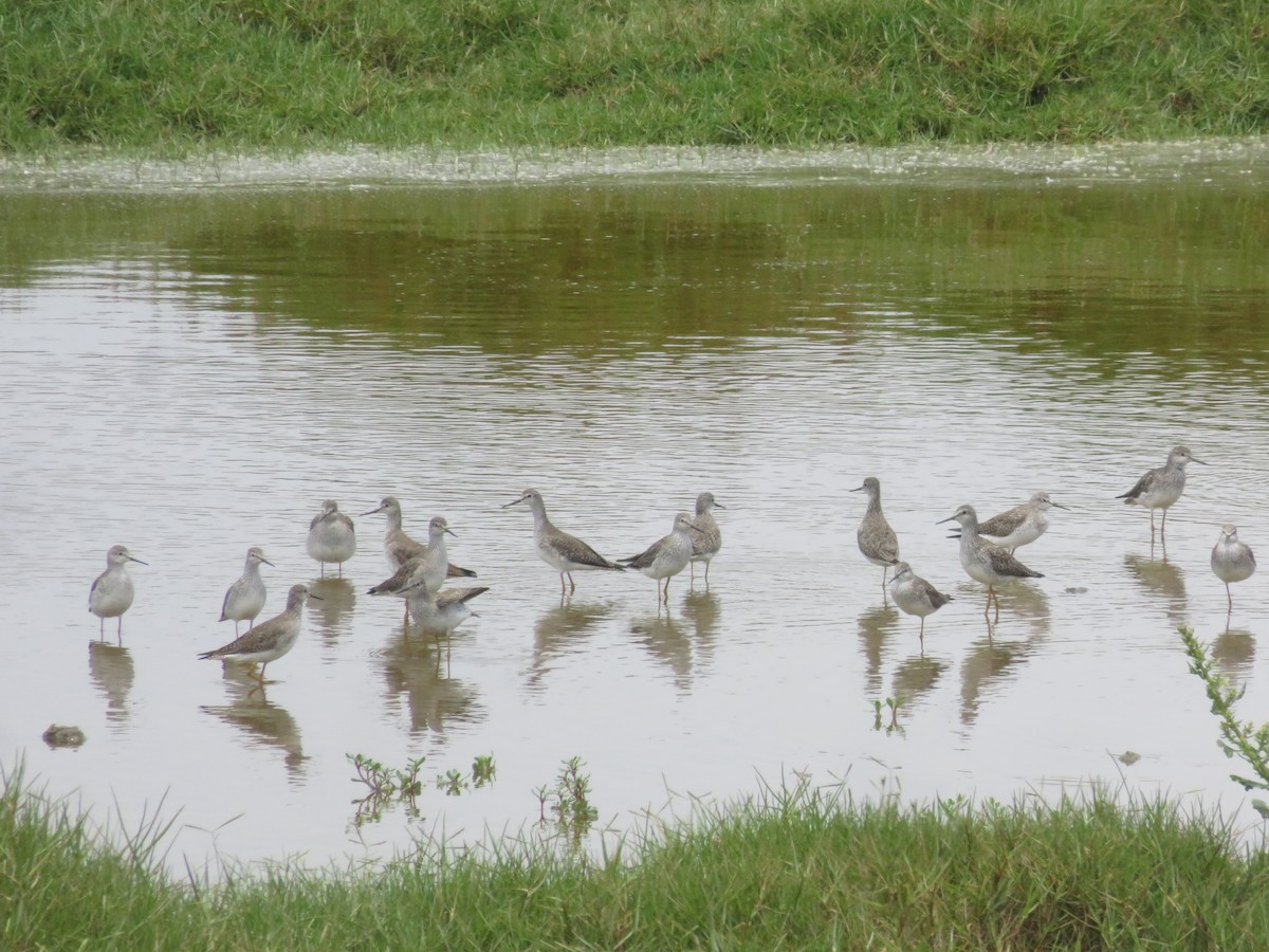 Greater Yellowlegs - ML416062041