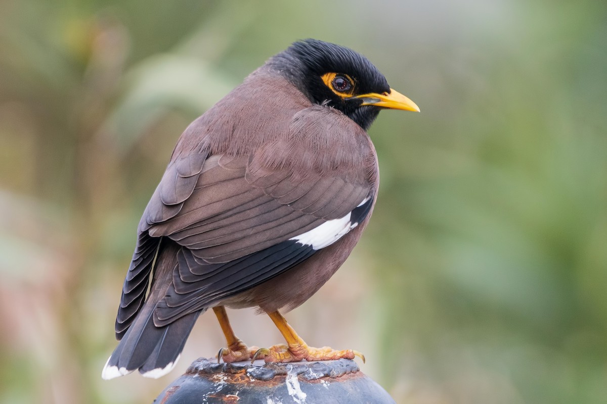 Common Myna - Omer Toy