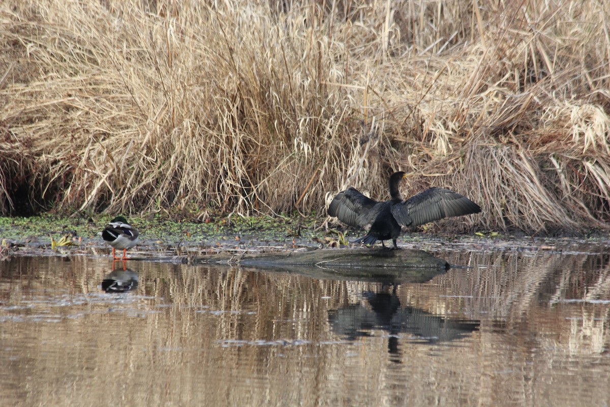 Double-crested Cormorant - ML416064971