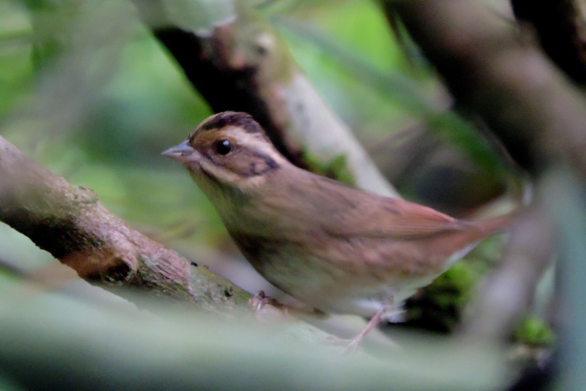 Tristram's Bunting - ML41606521