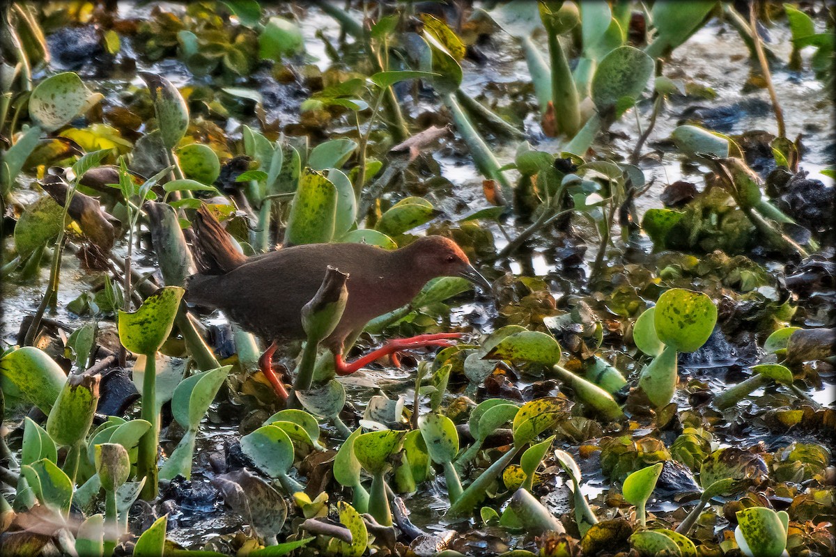 Ruddy-breasted Crake - ML416065301