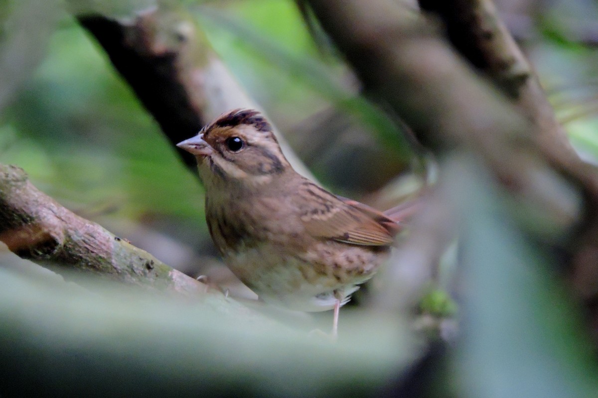 Tristram's Bunting - ML41606541