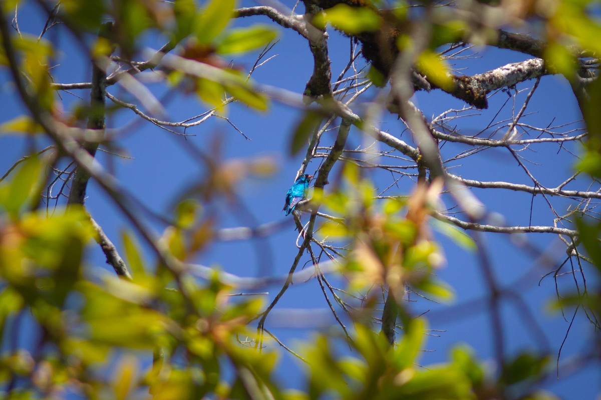 Asian Emerald Cuckoo - ML416066991