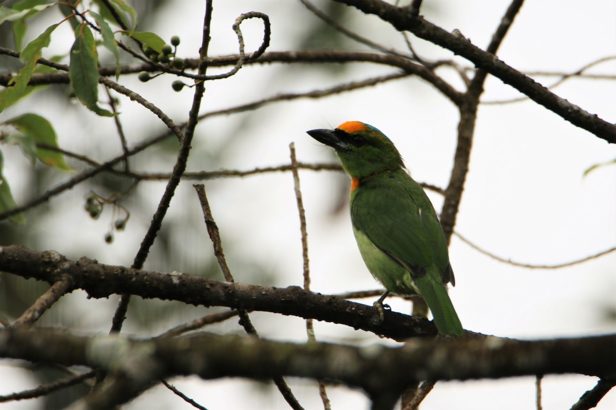 Flame-fronted Barbet - ML416068341