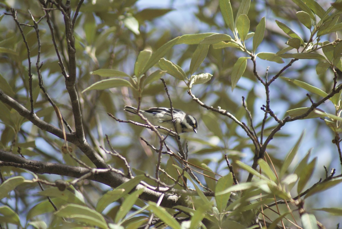 Black-throated Gray Warbler - ML41606851