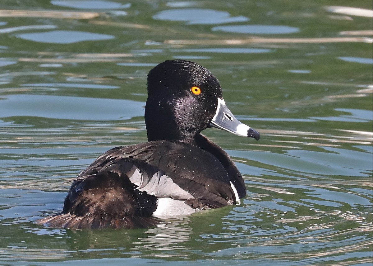 Ring-necked Duck - Pair of Wing-Nuts
