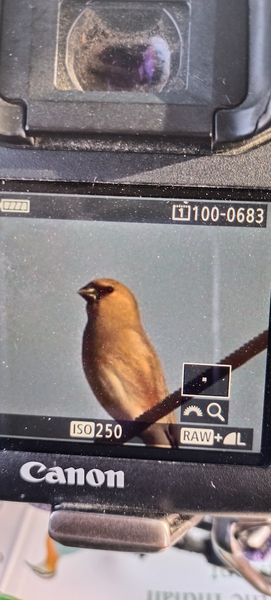 Desert Finch - ML416069901