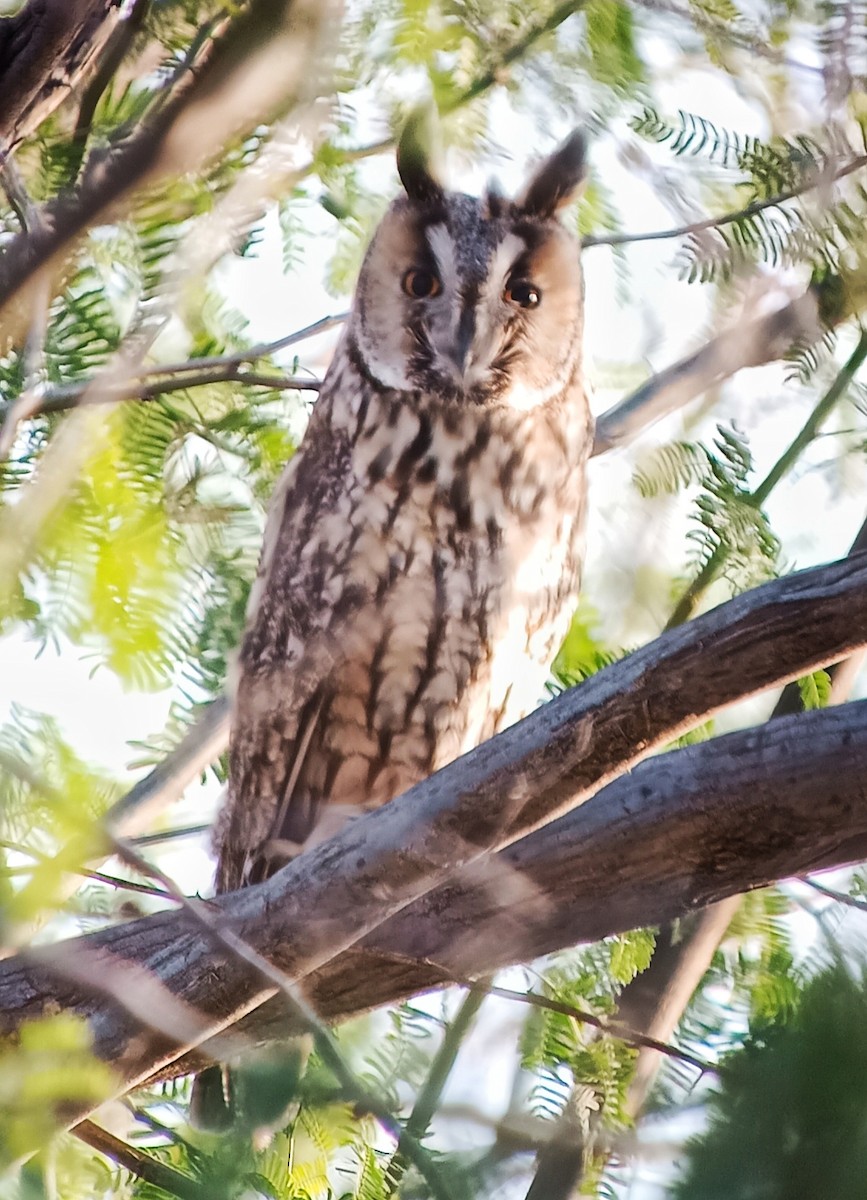 Long-eared Owl - ML416070861