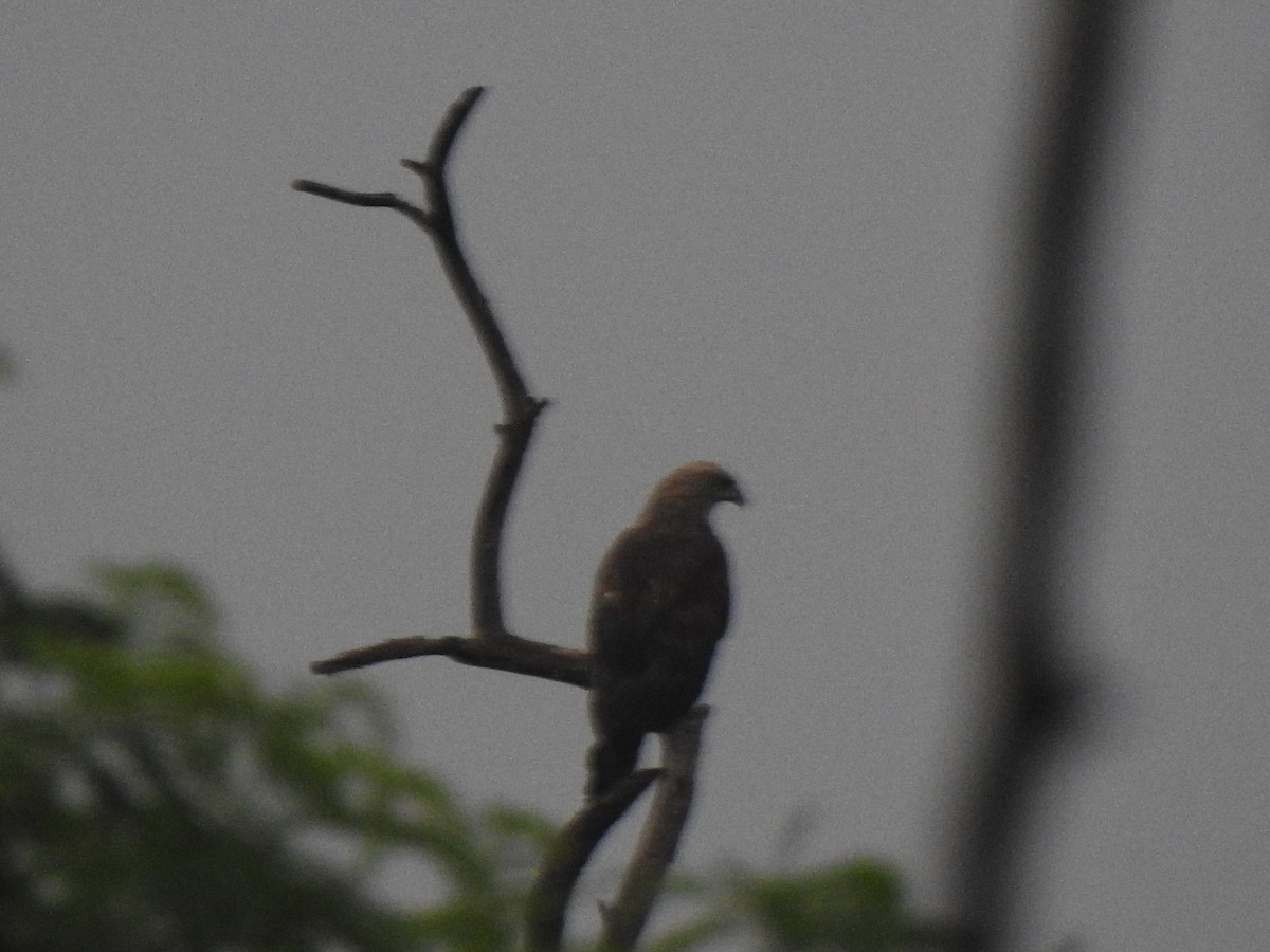 tanımsız Accipitriformes/Falconiformes sp. - ML416074351