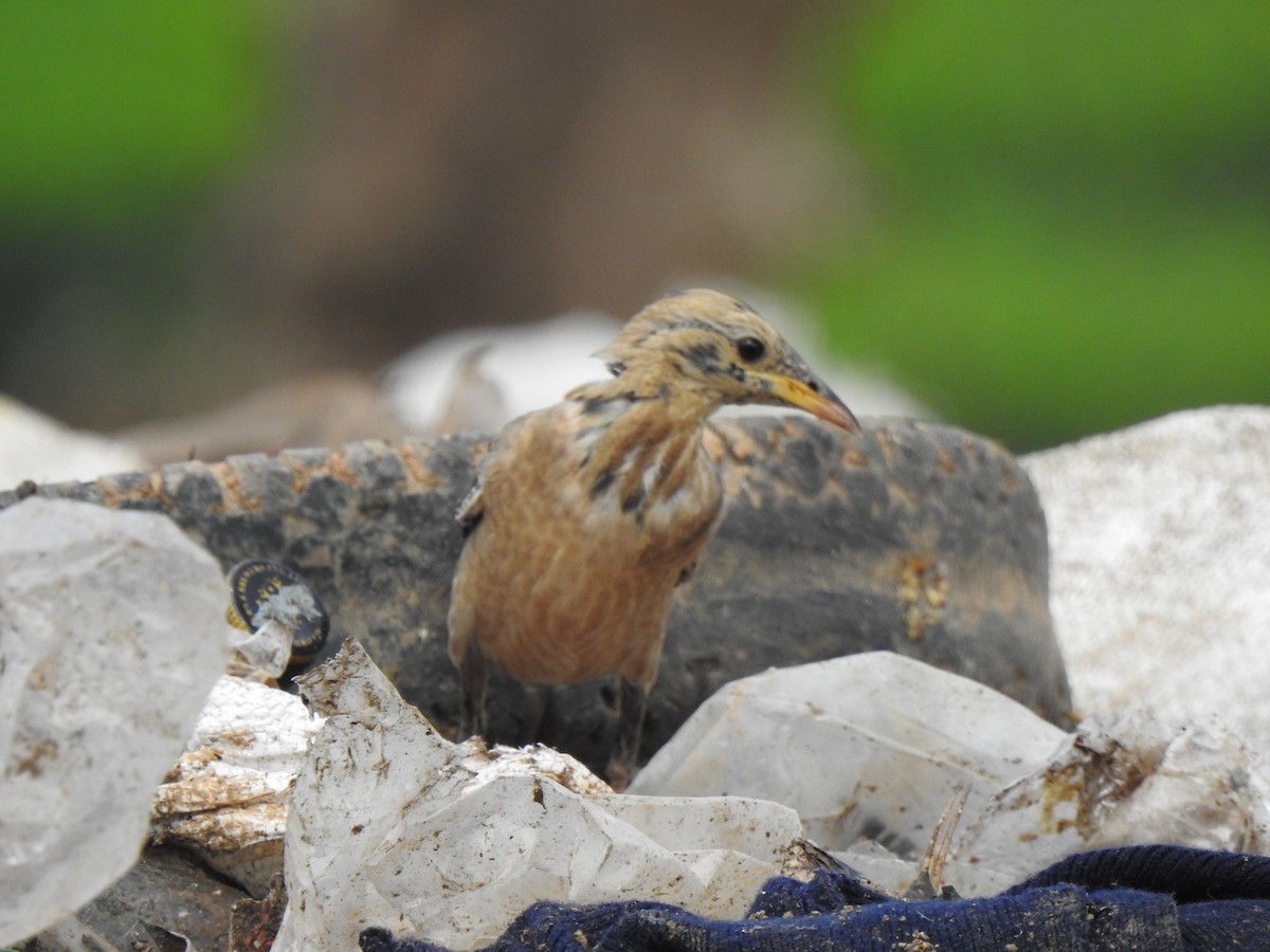 Rosy Starling - KARTHIKEYAN R