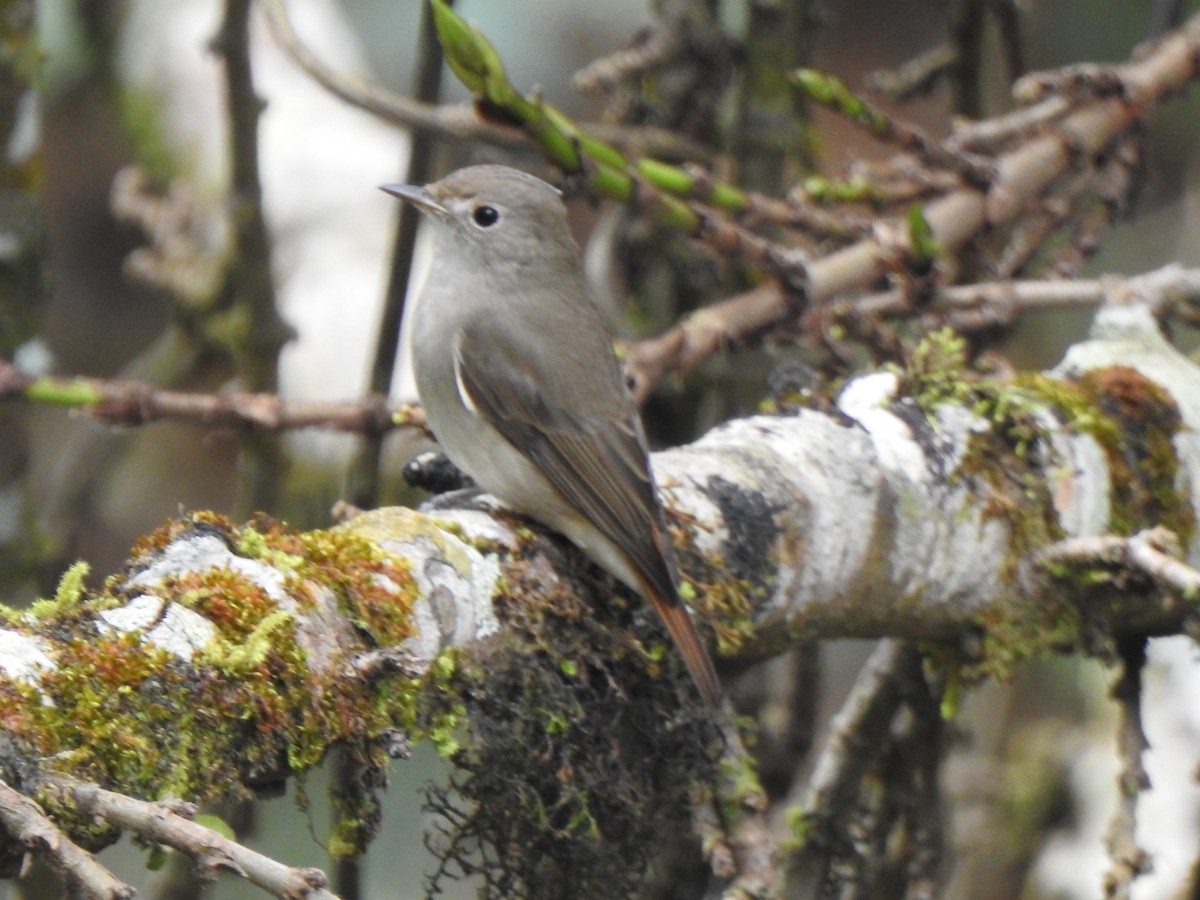 Rusty-tailed Flycatcher - ML416074671