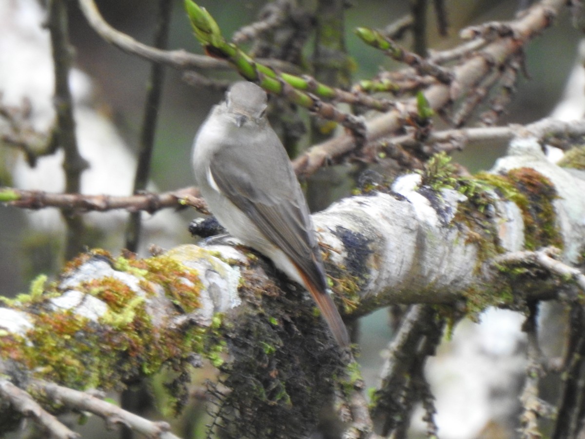 Rusty-tailed Flycatcher - ML416074691