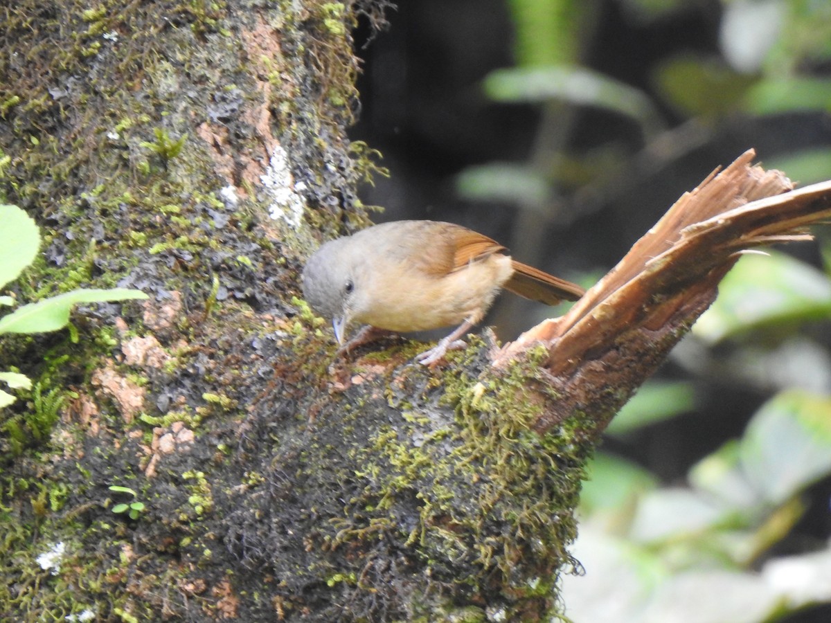 Brown-cheeked Fulvetta - KARTHIKEYAN R