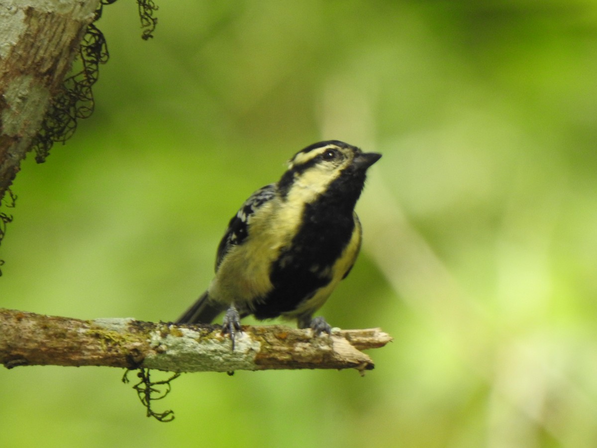 Indian Yellow Tit - KARTHIKEYAN R