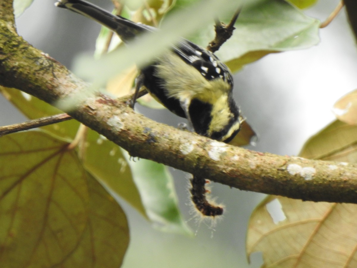 Indian Yellow Tit - KARTHIKEYAN R