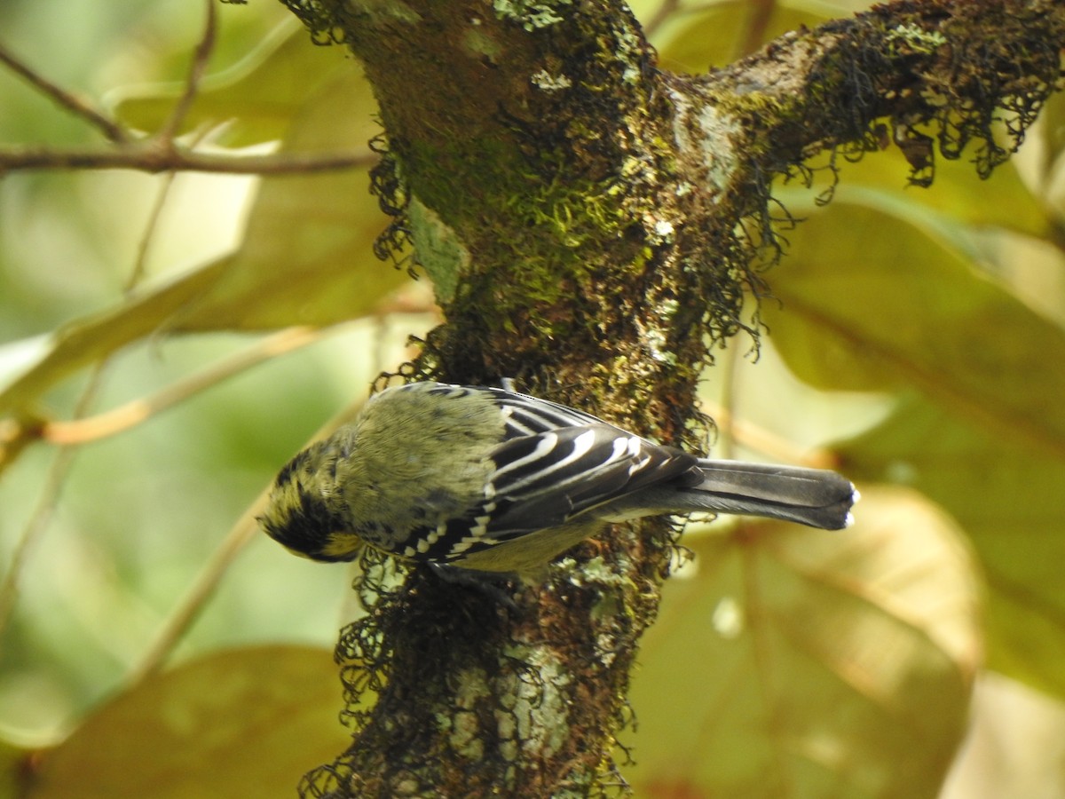 Indian Yellow Tit - KARTHIKEYAN R