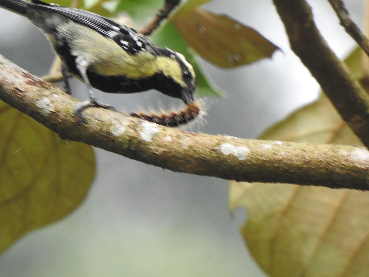 Indian Yellow Tit - KARTHIKEYAN R