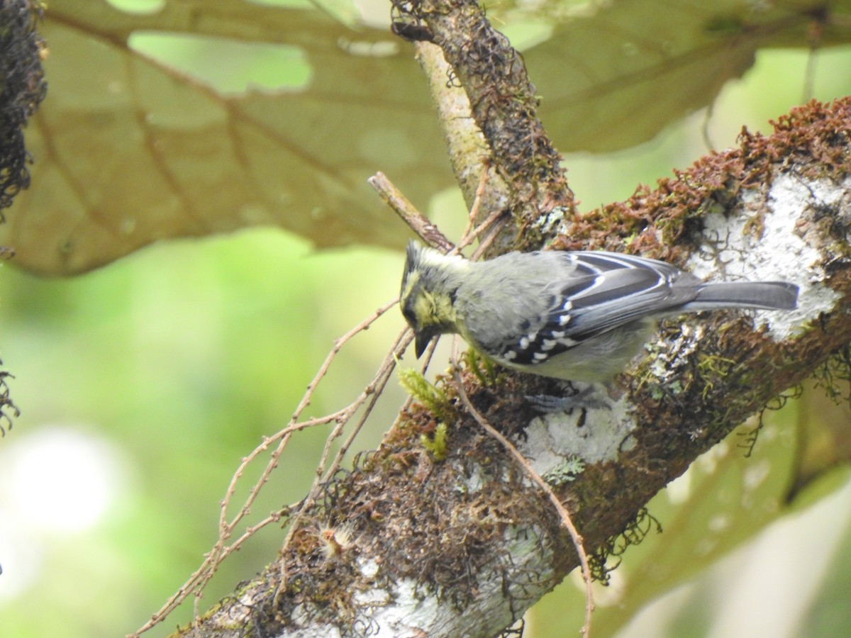 Indian Yellow Tit - ML416074951