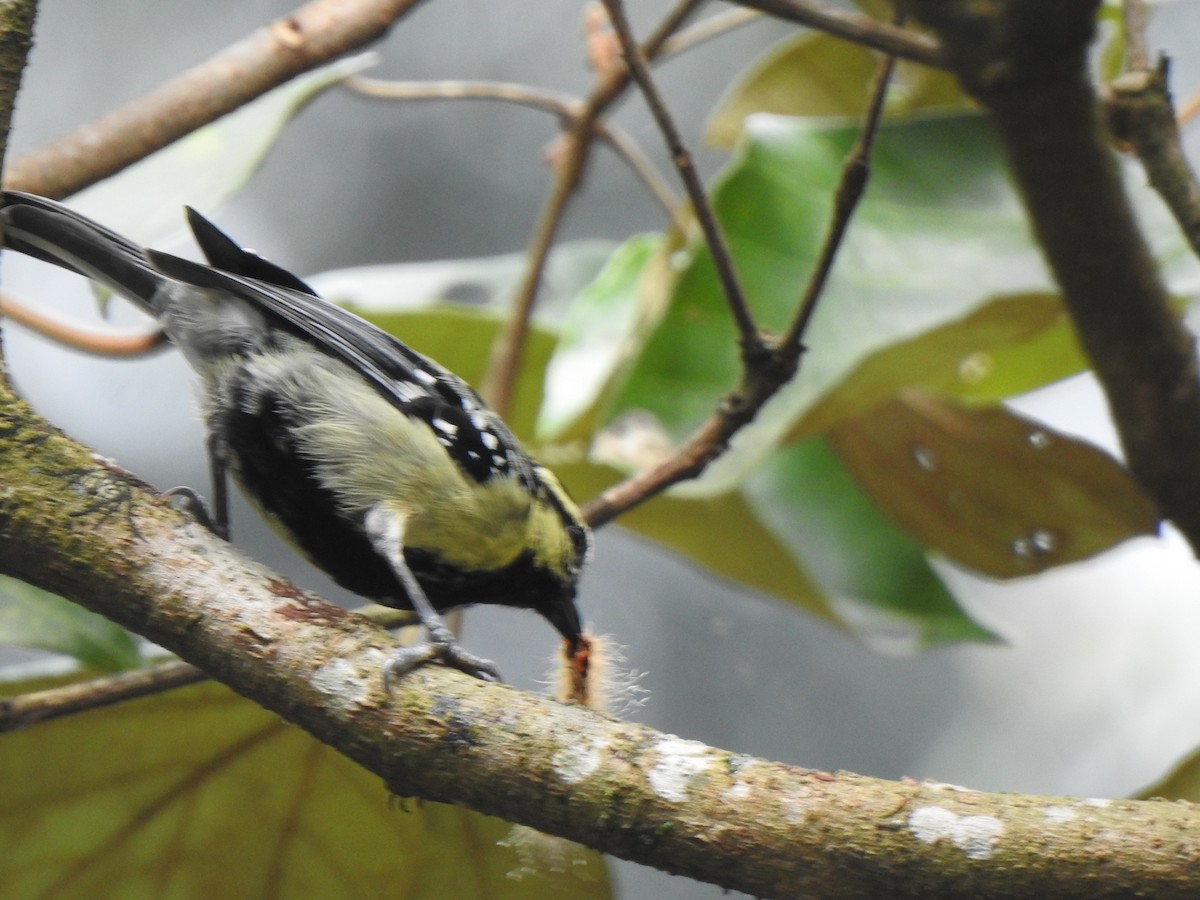 Indian Yellow Tit - KARTHIKEYAN R