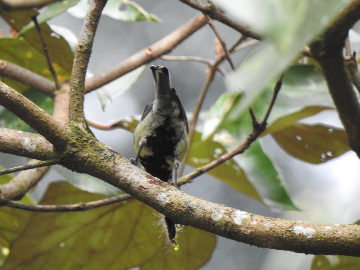 Indian Yellow Tit - ML416074971