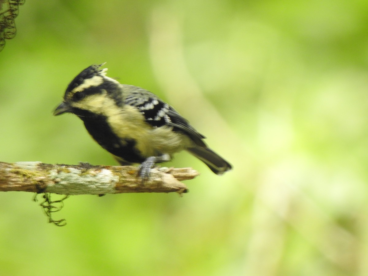 Indian Yellow Tit - ML416074981