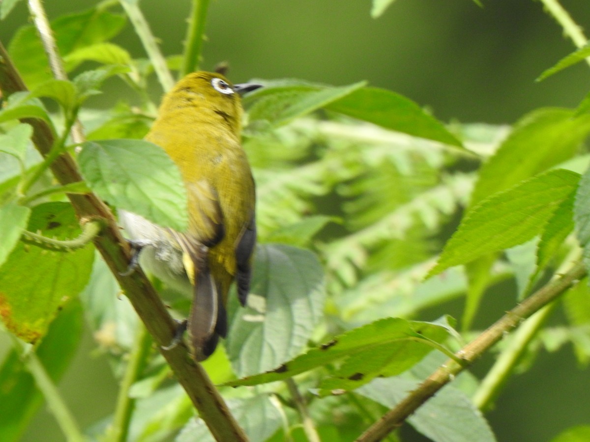 Gangesbrillenvogel - ML416075041