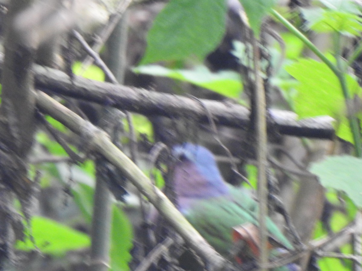 holub zelenokřídlý - ML416075051