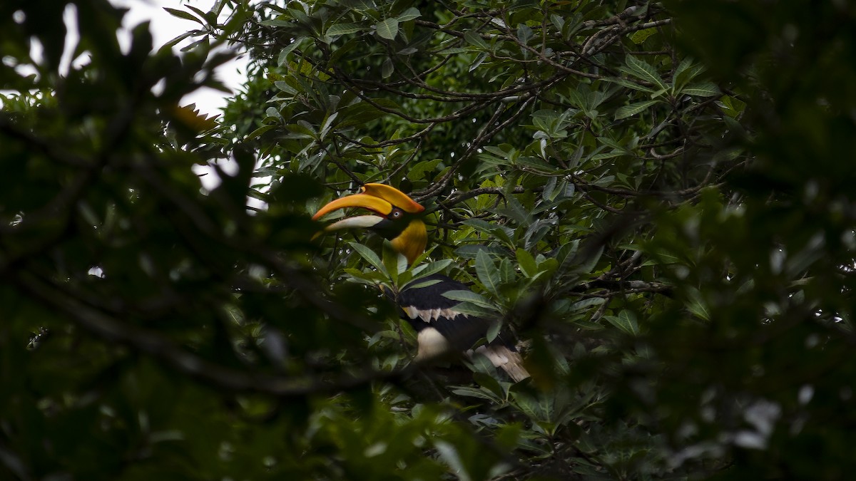 Great Hornbill - ML416075161