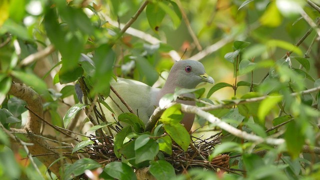 Pink-necked Green-Pigeon - ML416075781