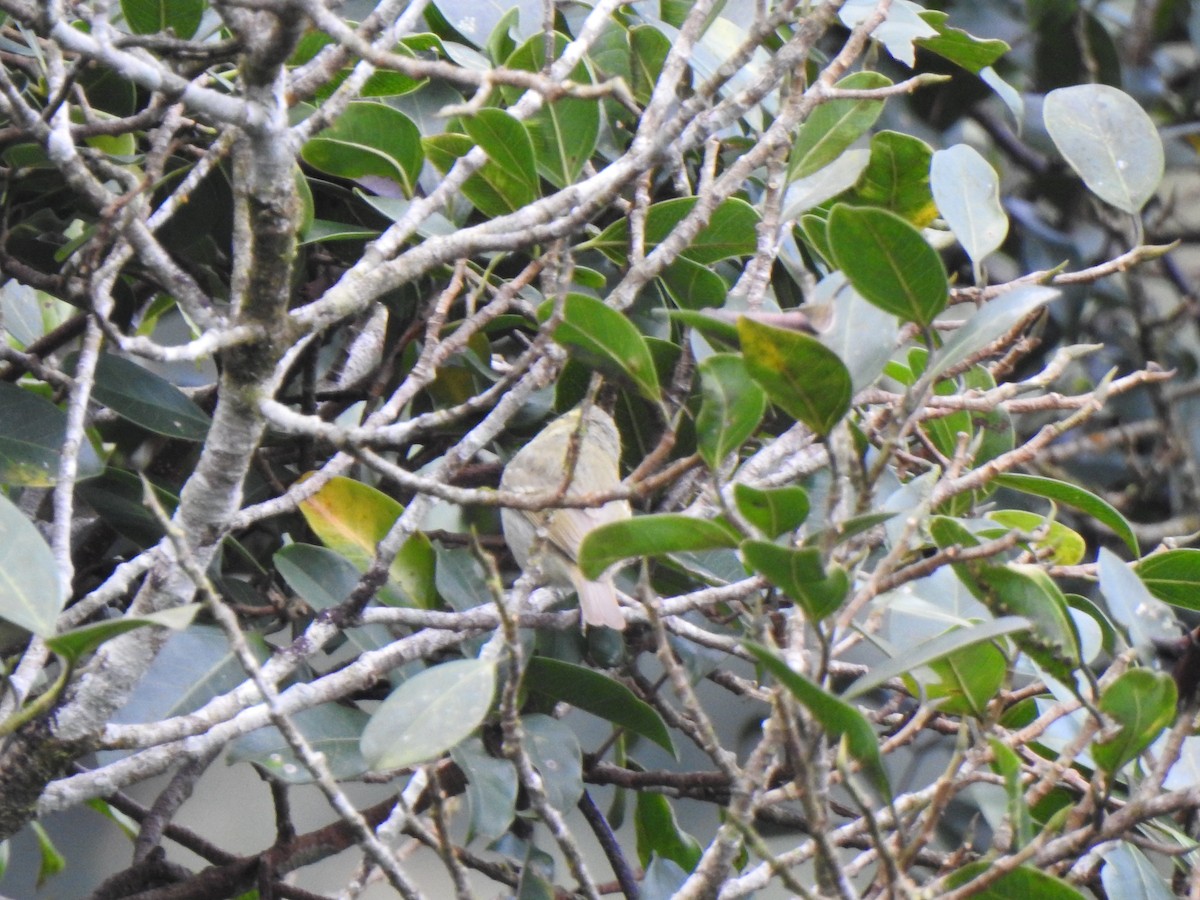 tanımsız Phylloscopus sp. - ML416076031